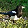 Je suis un corvidé dont le plumage noir et blanc me rend impossible à confondre, je suis :
