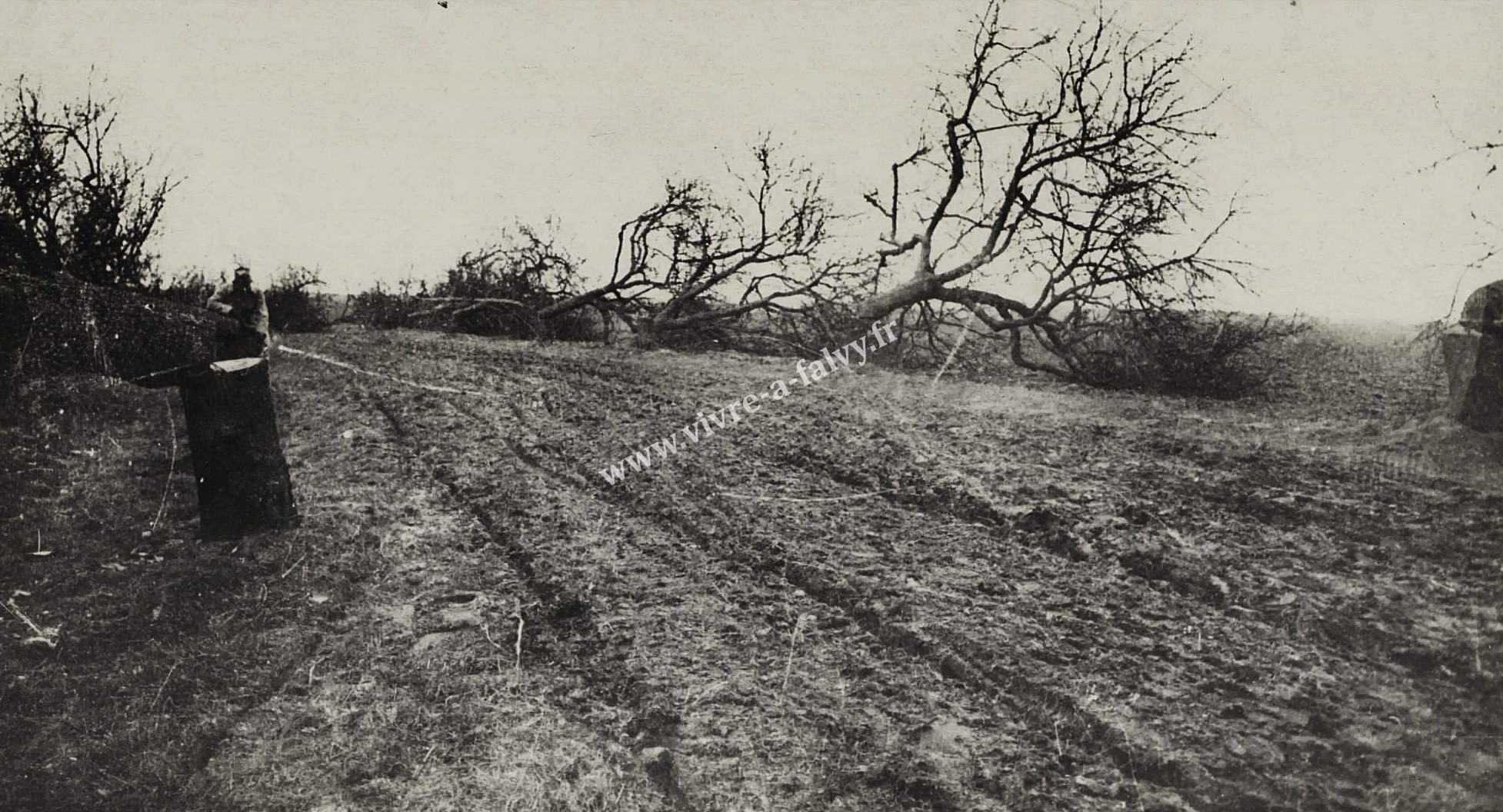 2 nesle pommiers scies par les allemands 19 03 1917