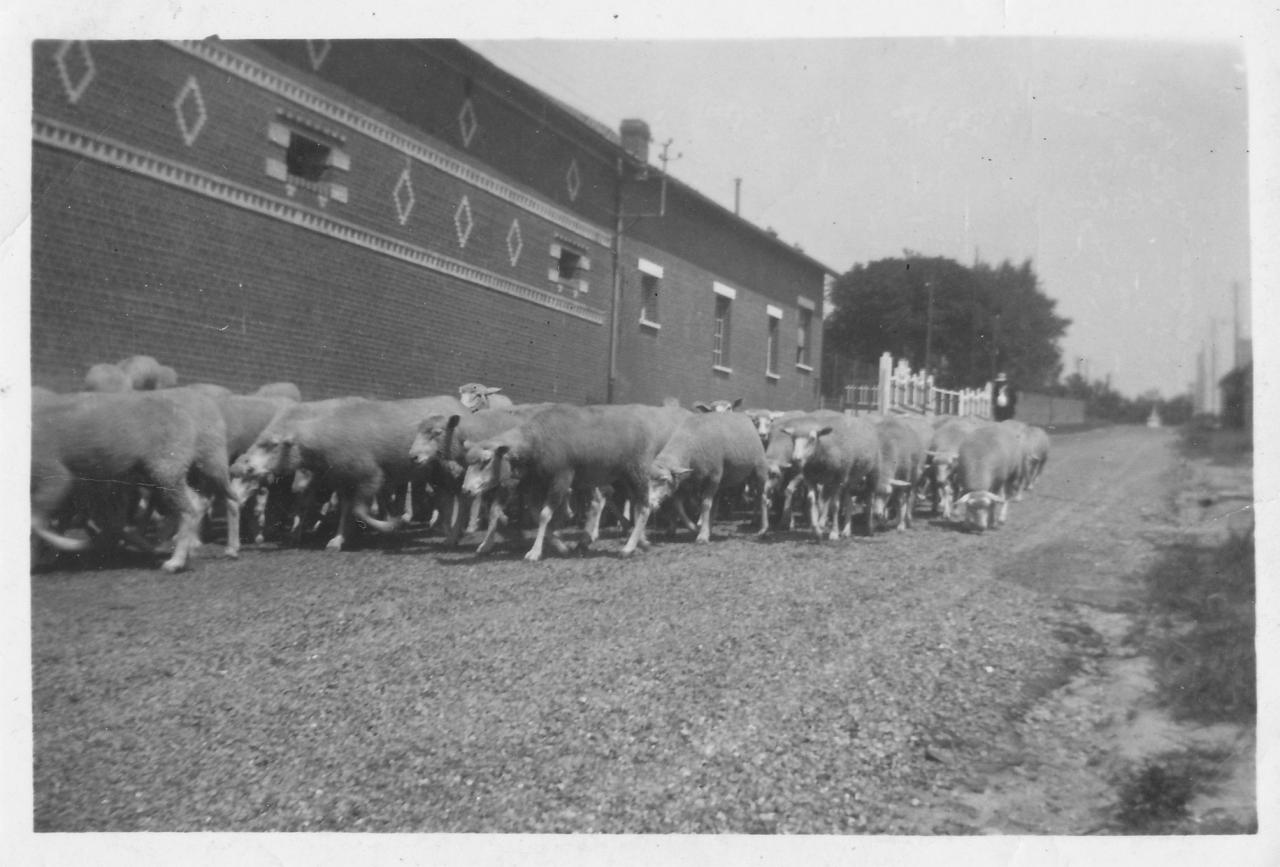 Moutons Grande rue de Falvy