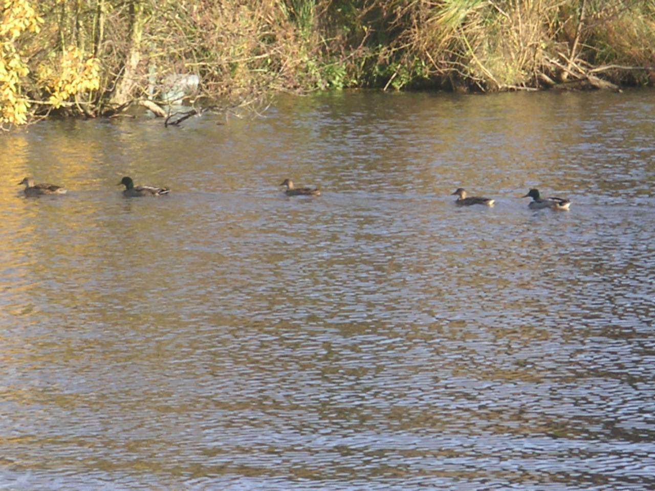 Canard sur la Somme