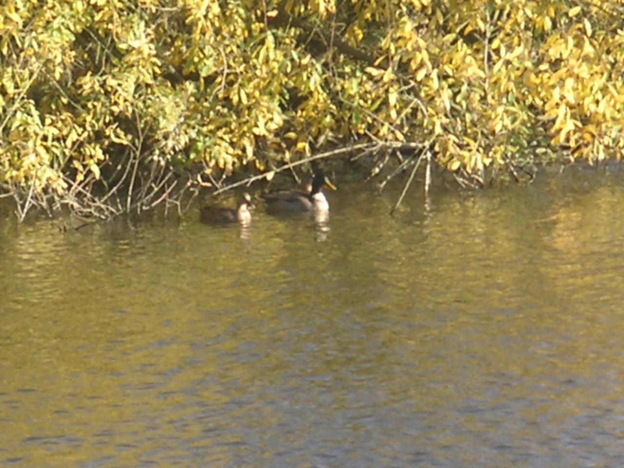 Canard sur la Somme