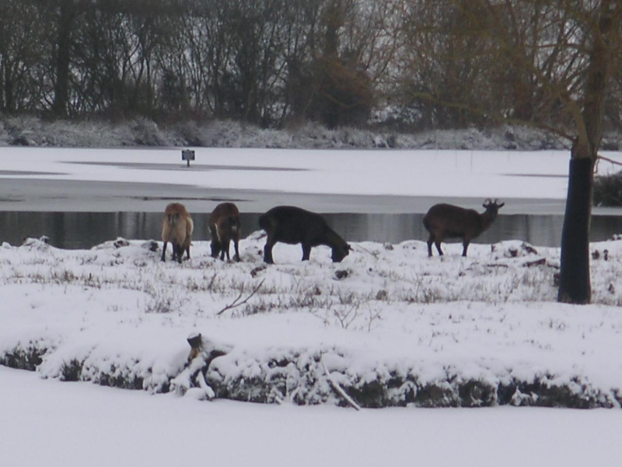 Chèvres dans les marais