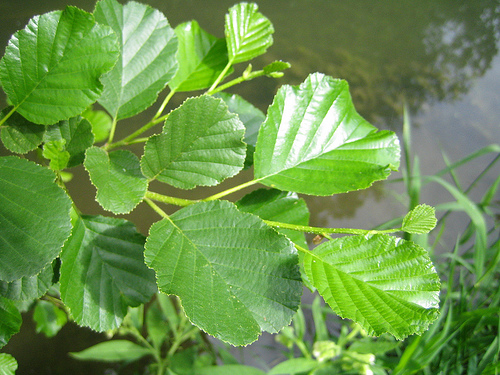 Aulne feuille 4