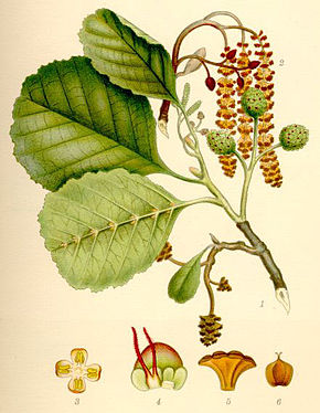 Aulne glutineux