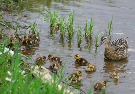 Canard colvert 5