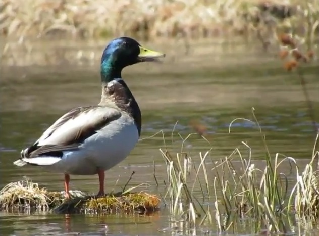Canard colvert 6