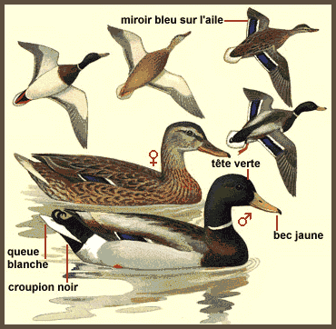 Canard colvert description 1