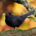 Voici un merle noir, quel est son chant ?