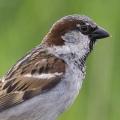 Quel est cet oiseau très souvent observable dans les jardins ?