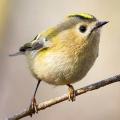 Très actif, je suis le plus petit oiseau d'Europe, je suis :